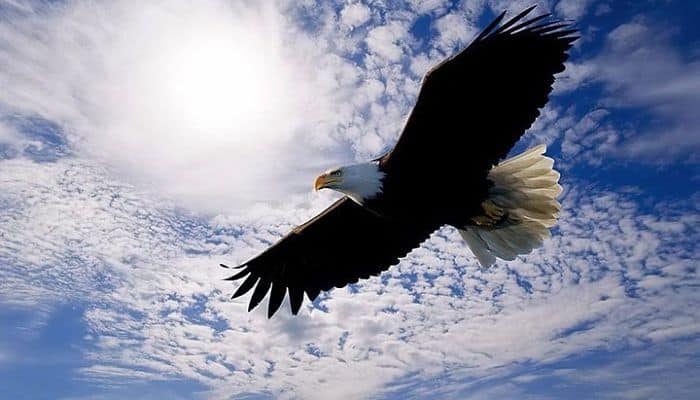 Características Del Águila Y Su Comparación Con La Vida Cristiana